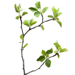 Aufkleber - Close-up photo of a vibrant branch with green leaves, set against a checkered backdrop