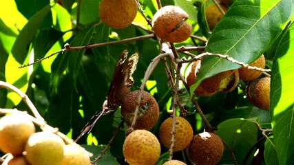 Sticker - Butterfly is eating longan fruit on tree , out door Chiangmai Thailand.