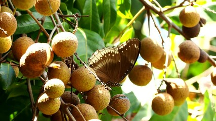 Sticker - Butterfly is eating longan fruit on tree , out door Chiangmai Thailand.