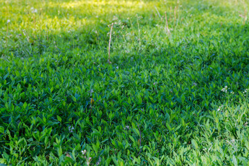 Wall Mural - Knotgrass on meadow in spring sunny morning in selective focus