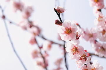 桜が咲く前にいち早く春と告げる梅の花