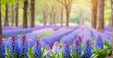 Ethereal Hyacinth Field Creating a Captivating Floral Haven
