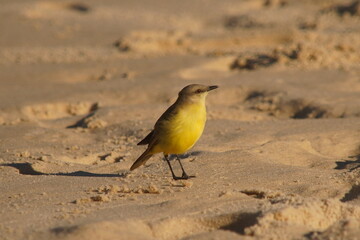 Wall Mural - Tropical Kingbird Beautiful Yellow Bird