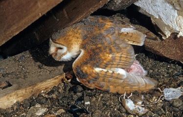 Canvas Print - Chouette effraie; Effraie des clochers; Tyto alba; Western Barn Owl; nid,