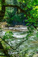 Wall Mural - Rushing Northwest River  6