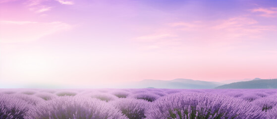 Poster - Lavender Fields at Dawn Radiant Blossoms in the Morning Light