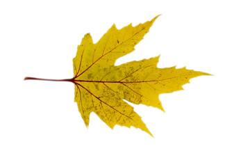 silver maple or acer saccharinum bright yellow autumn colored leaf isolated on white.