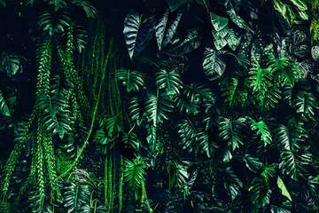 Wall Mural - Herb wall, plant wall, natural green wallpaper and background. nature wall. Nature background of green forest