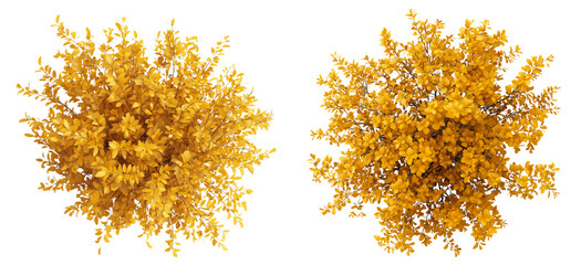 Poster - top view of an autumn gold coloured shrub isolated on transparent or white background
