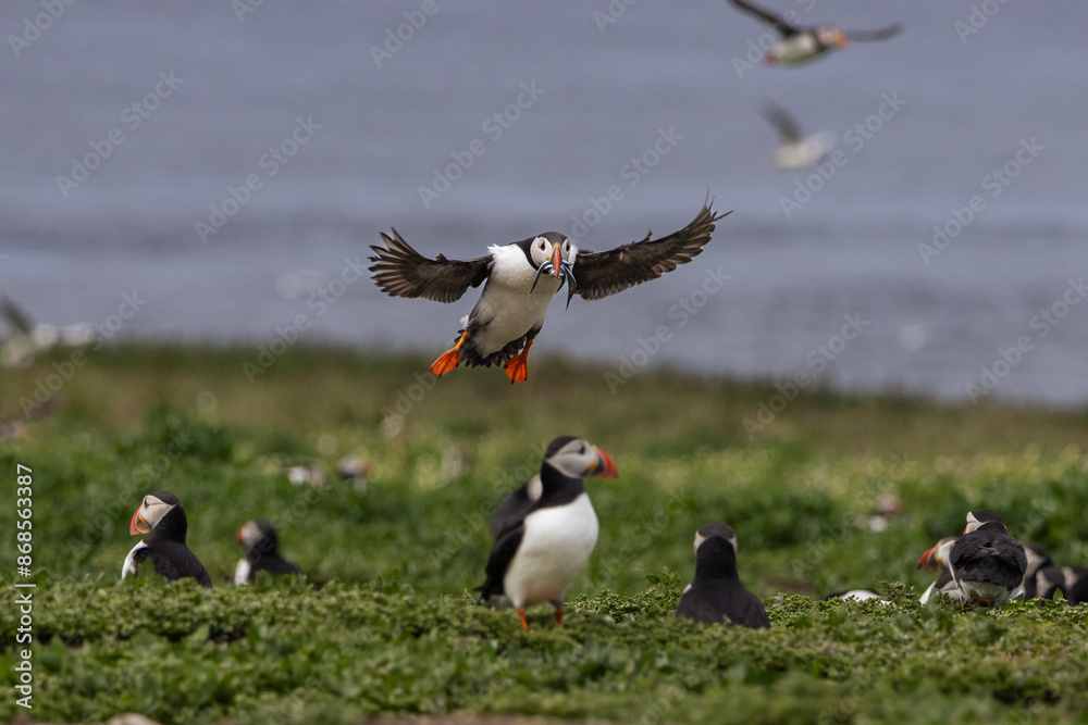 Puffin on the Farne Islands with its catch for its young Stock Photo ...
