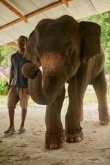 jungle, outdoor and man with elephant in nature for capture, conservation or commercial use. forest,