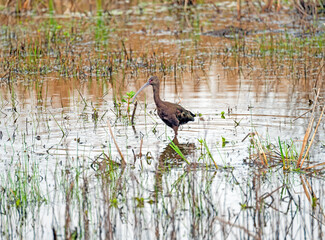 Wall Mural - Non Breeding White Faced Ibis in a Wetland