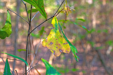 Wall Mural - Mottled Leaf of a Water Oak