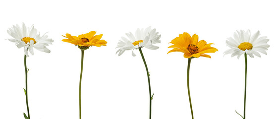 Yellow and white daisies isolated on white background