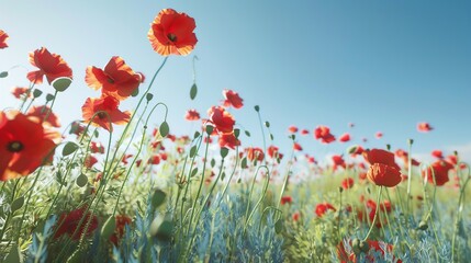 Sticker - Beautiful sunny field with bright red poppies under a clear blue sky. Captured in high resolution, this vibrant landscape showcases the lush green grass and delicate flowers. 