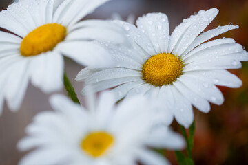 A closeup shot of white daisy with water droplets dew covered