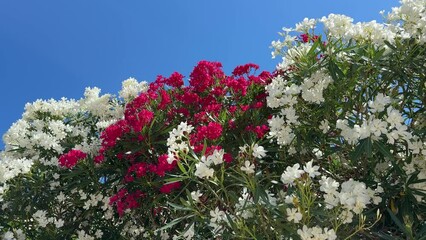 Poster - Beautiful oleander nerium white red flowers blossom against blue sky.