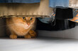 © Oleg Opryshko - cat hiding in a closet with clothes. cat plays hide and seek. the cat is sitting in the wardrobe. shy cat