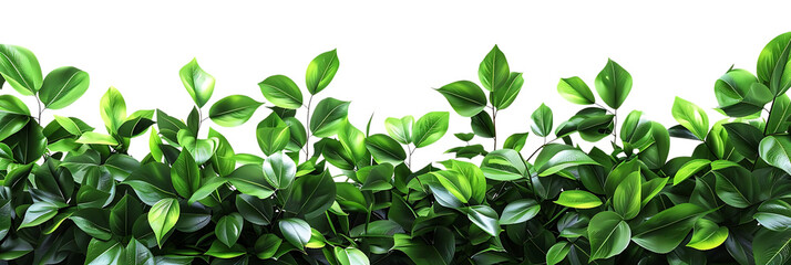 Wall Mural - Green Leaves on Black Background Illustration