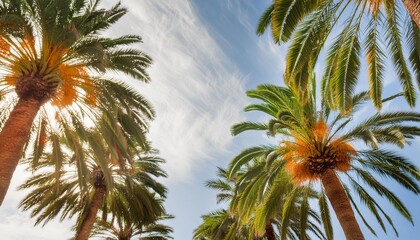 Wall Mural - palm trees against blue sky