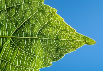 Wall Mural - Close-up Green Leaf Veins Against Blue Sky