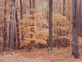 Poster - Autumn Forest with Orange Leaves - Kodak Gold 400 Film