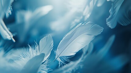 Poster - A close-up photograph of white feathers floating delicately in cool, bluish light, showcasing their soft textures and delicate shapes