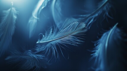 Poster - A close-up view of feathers floating in air illuminated by soft blue light