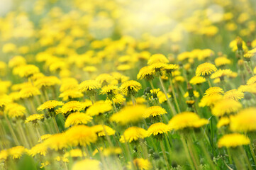 Aufkleber -  Flowers of dandelion are in the rays. Natural spring background with blooming dandelions flowers. Many yellow dandelion flowers on meadow in nature.