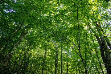 Wall Mural - grown green trees in the forest in summer