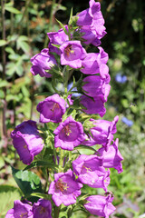 Sticker - Campanula medium blooms in the garden