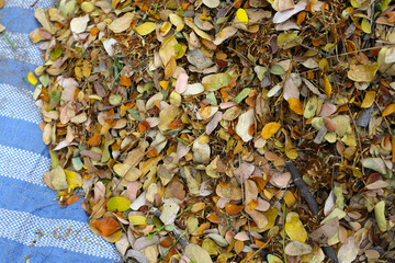 Canvas Print - Brown dried leaves of rain tree. Dried leaves for composting