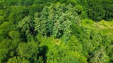 Drone view from above of green mixed forests in northern Germany.