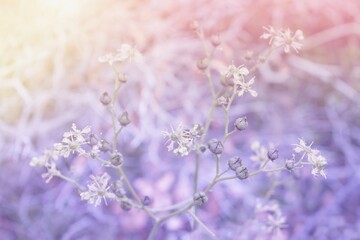 Wall Mural - Beautiful summer floral background, wild  flowers and  sunlight.