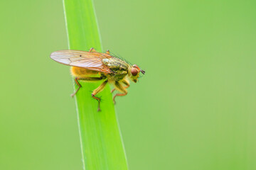 Wall Mural - Male Scathophaga stercoraria, also known as the yellow dung fly or the golden dung fly,