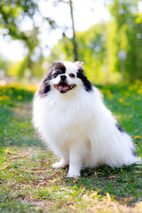 Wall Mural - A smiling Pomeranian dog in the grass . Black and white pomeranian . A pet on a walk. Photo for the cover . Photo of an animal for printed products . Green grass in the park