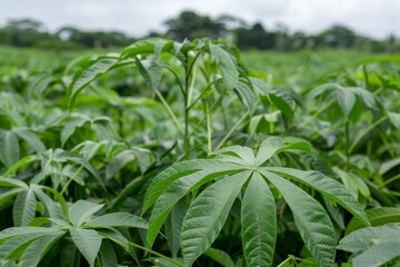 Naklejka na meble New cassava leaves in a field