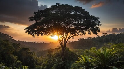 Poster - sun behind dark tree and sunset in tropical forest