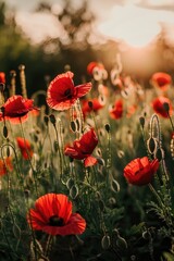Aufkleber - A field of bright red poppies with the sun setting in the background, ideal for use in designs related to nature and tranquility