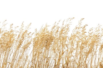 Aufkleber - A serene image of a field filled with tall grass and a clear blue sky