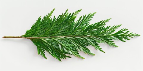 Poster - A detailed view of a green leaf sitting on a white surface