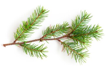 Poster - A single pine tree branch on a white background, ideal for use in design and photography projects