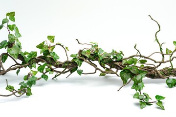 Poster - A close-up shot of a branch of ivy with green leaves against a white background