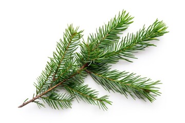 Poster - A single pine tree branch against a white background, ideal for use in design and marketing materials