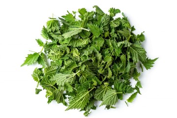 Poster - A collection of fresh green leaves arranged on a white surface