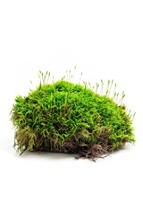 Poster - A close-up shot of a dense pile of moss sitting on top of a white surface