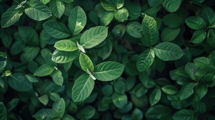 Poster - A detailed view of a cluster of green leaves