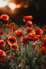 Poster - A picturesque scene of red poppies in a field with the sun setting in the background