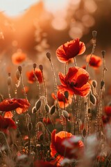 Wall Mural - Field of red poppies with the sun setting in the background, great for romantic or nature-inspired themes