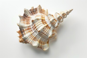 Poster - A close-up view of a shell on a white surface, great for use in still life or nature photography